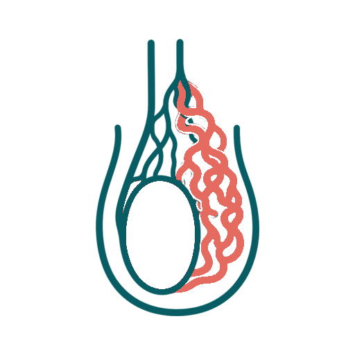 Varicocele icon